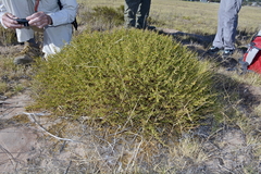 Aspalathus spinosa spinosa