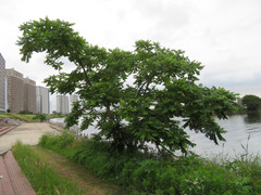 Juglans ailantifolia