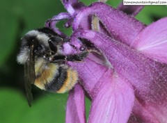 Bombus ganjsuensis
