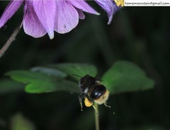 Bombus ganjsuensis