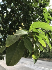 Sterculia lanceolata