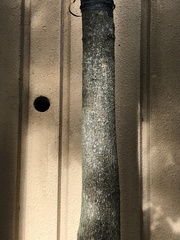 Sterculia lanceolata