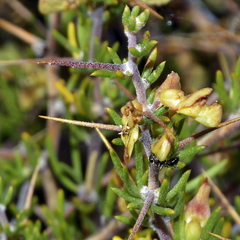 Aspalathus spinosa spinosa