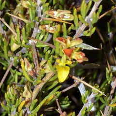 Aspalathus spinosa spinosa
