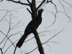 Anorrhinus galeritus