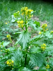 Barbarea stricta