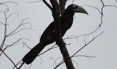 Anorrhinus galeritus