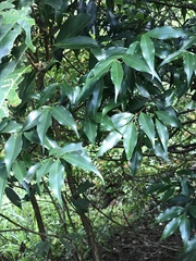 Syzygium levinei