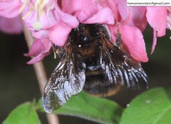 Bombus koreanus