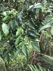 Syzygium levinei