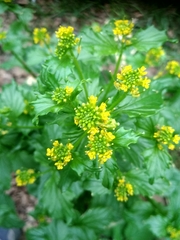 Barbarea stricta