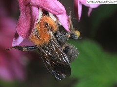 Bombus longipes