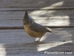 Lophophanes dichrous