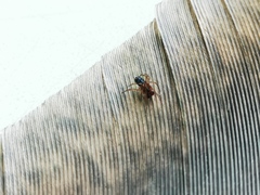 Steatoda