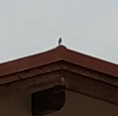 Phoenicurus ochruros