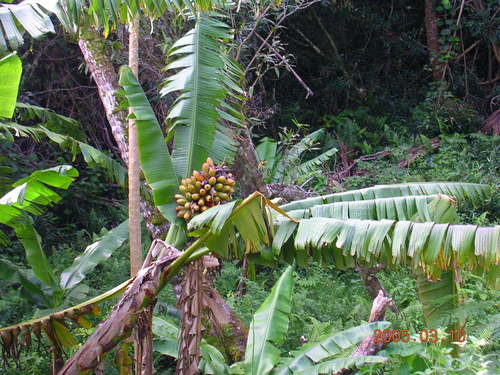 fe'i banana (Musa troglodytarum)