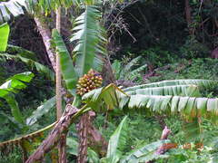 Musa troglodytarum