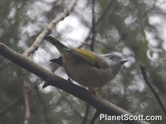 Pteruthius aeralatus
