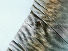 Steatoda