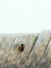 Steatoda