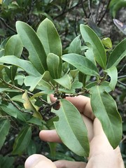Syzygium nervosum