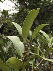 Syzygium nervosum