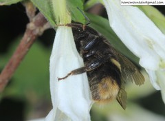 Bombus ganjsuensis