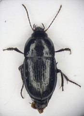 Amara lunicollis