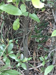 Syzygium nervosum