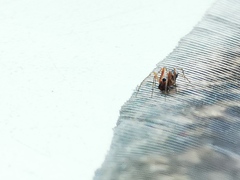 Steatoda
