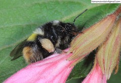 Bombus ganjsuensis