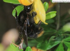 Bombus koreanus