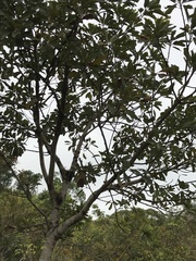 Litsea glutinosa