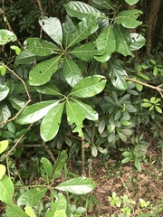 Litsea glutinosa