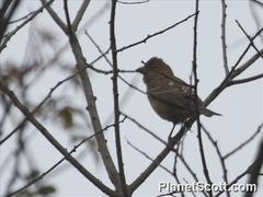 Procarduelis nipalensis