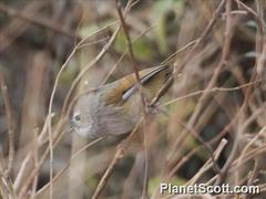 Fulvetta ruficapilla