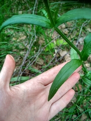 Silene flos-cuculi