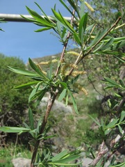 Salix elbursensis