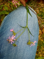 Silene flos-cuculi