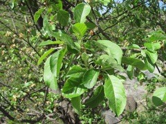 Malus orientalis