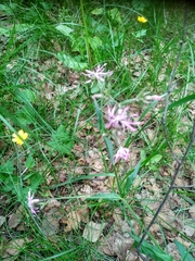 Silene flos-cuculi