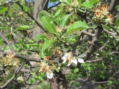Malus orientalis