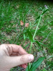 Silene flos-cuculi