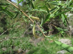 Salix elbursensis