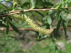Salix elbursensis