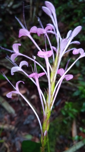Brachystephanus lyallii