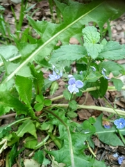 Veronica chamaedrys