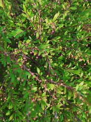 Phyllanthus myrtifolius