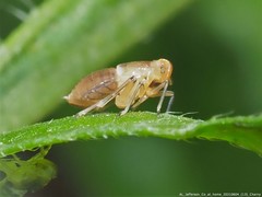 Pissonotus binotatus