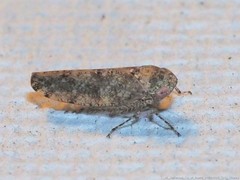 Paraphlepsius tennessus